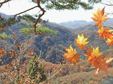 清远枫林水岸新动态，城市明珠璀璨发展之路